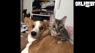 “灵魂互换”的猫狗~