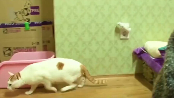 This Cat Is Normal In The Day But Attacks Its Owner At Night