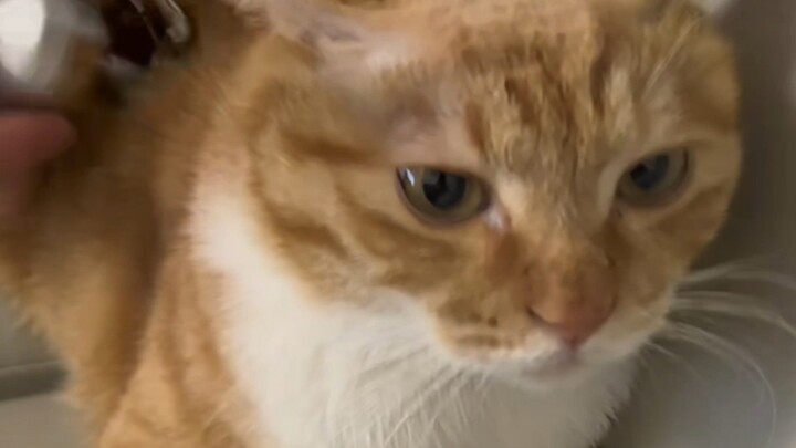 Your cat's audio quality is actually pretty good!