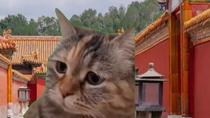 [Cat meme & Miracle Wanwan] Use the cat meme perspective to open up the first half of Miracle Wanwan