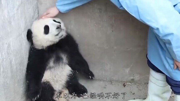 熊猫宝宝蹲墙角生闷气，奶爸上前安慰反被打.