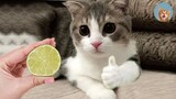 OMG So Cute ♥ Funny Cats and Dogs 2021 #2| MEOW