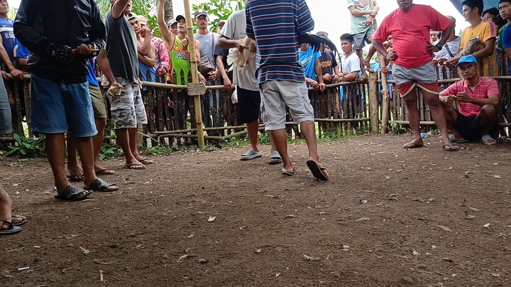 pula vs puti #backyard