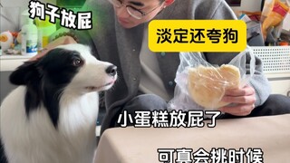 Thử thách cảm giác thư thái của người nuôi chó, bạn đang ở cấp độ nào?