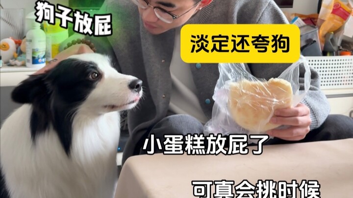 The chill challenge for dog owners—what level are you on?