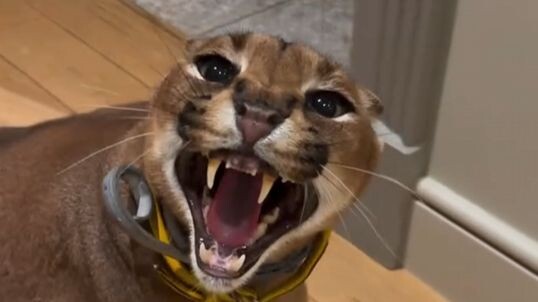 Kepala bundar, berusia lanjut (Afrika membagi usia lanjut)