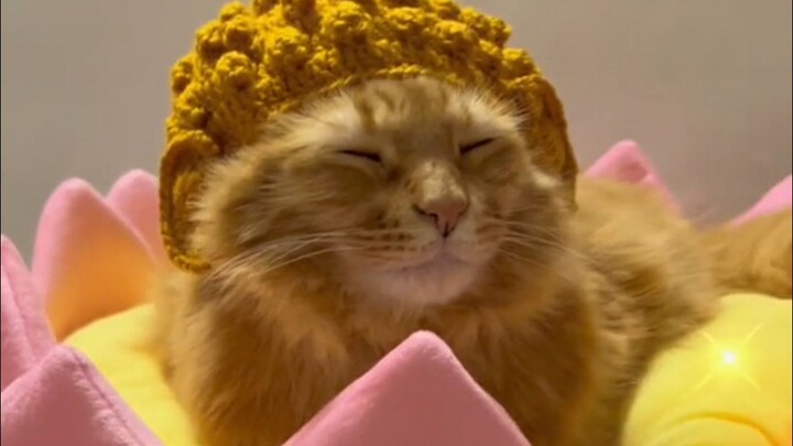 Kucing dengan kostum aneh!!!