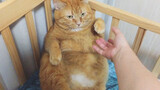 [Mèo cưng] Mèo béo vàng: Sờ bụng thì được, sờ tay thì không