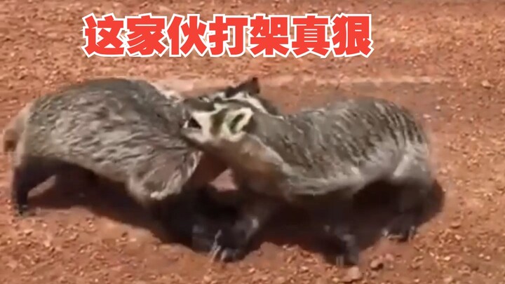 รีบเอาพลั่วฟาดมันให้ตายไปเลย แล้วก็กลั่นน้ำมันกินเนื้อ!