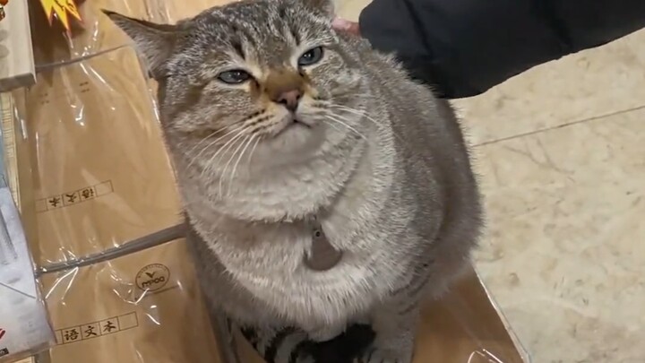 Nó là chú mèo quản lý cửa hàng văn phòng phẩm.