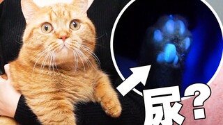 找到罪证就割蛋！猫：我当时害怕极了