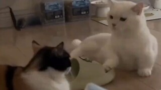 Two cats quarreled, and the white cat got angry.