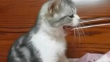 Kucing: Aku Hanya Kucing Kecil, Kenapa Tak Boleh Tidur Lebih Lama