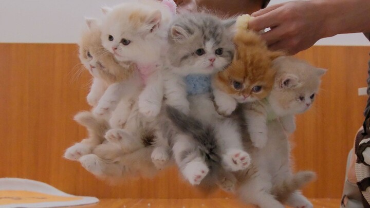 How to Wean Kittens Off Milk & Introduce Solid Food, Transitioning to Kitten/Kitten-Adult Cat Food: 