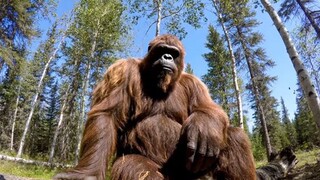 bigfoot vlog