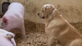 Sangat suka anjing golden retriever milik Zhu Zhu, setiap hari tepat waktu berlari ke kandang babi u