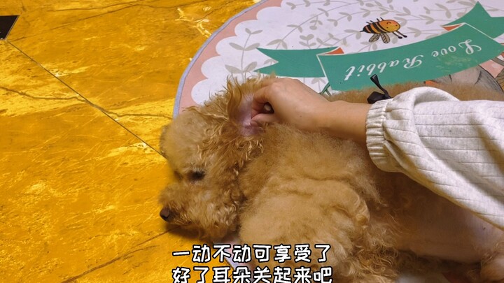 Let’s do some daily cleaning~ TuTu Pets KOJIM