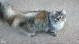 Siberian Forest Cat｜I just meow a few words