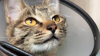 The kitten with a broken leg that I picked up in the community finally had its hind leg connected. I
