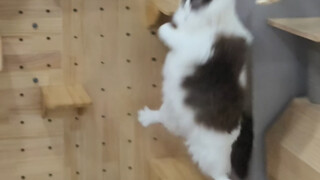 第一个吃螃蟹的猫