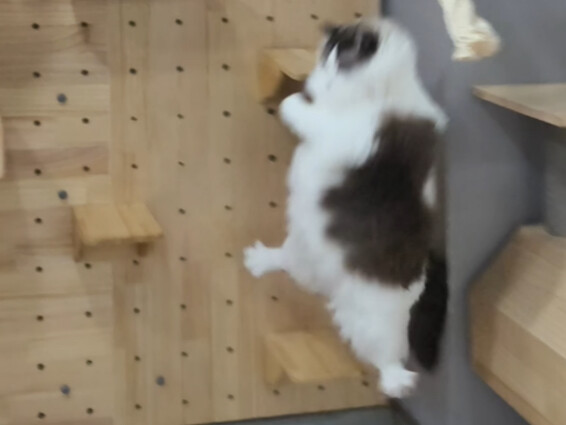 แมวตัวแรกที่กล้ากินปู