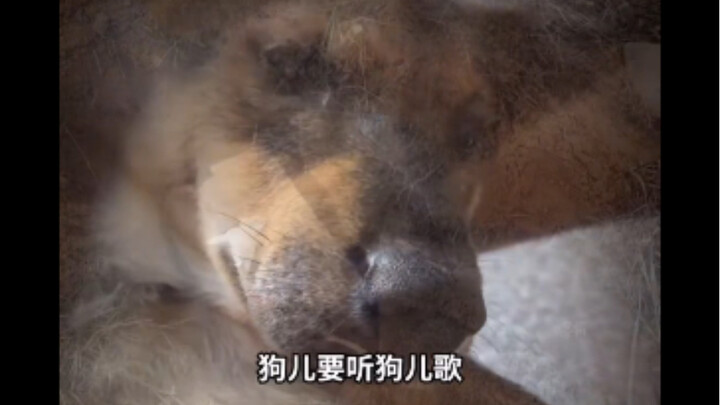 “Chó con nghe nhạc chó con”