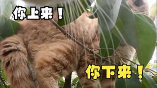 Guru Miao bertemu dengan “sahabat baiknya” Si Jeruk Besar dan “mengejarnya dari tanah sampai ke poho