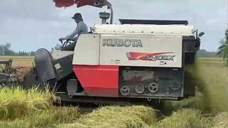 Máy Cắt Lúa KUBOTA l Máy Gặt Đập Liên Hợp