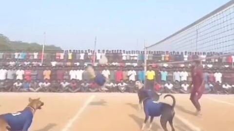 Dogs Vs Mans الكلاب و الرجال في حياتك ما شفتش ماتش كيما هادا