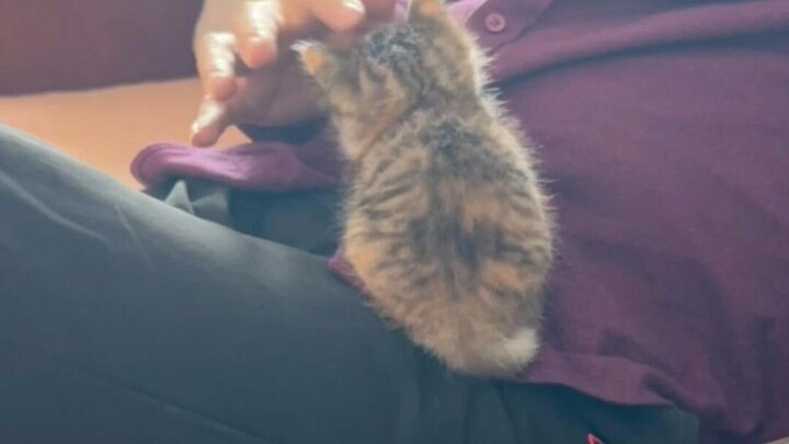 Day 1 of my dad rescuing the little stray—why is this pup so bold? As soon as it arrived, it’s alrea