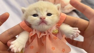 "Memiliki kucing tidak ada gunanya jika Anda tidak bermain dengannya!"