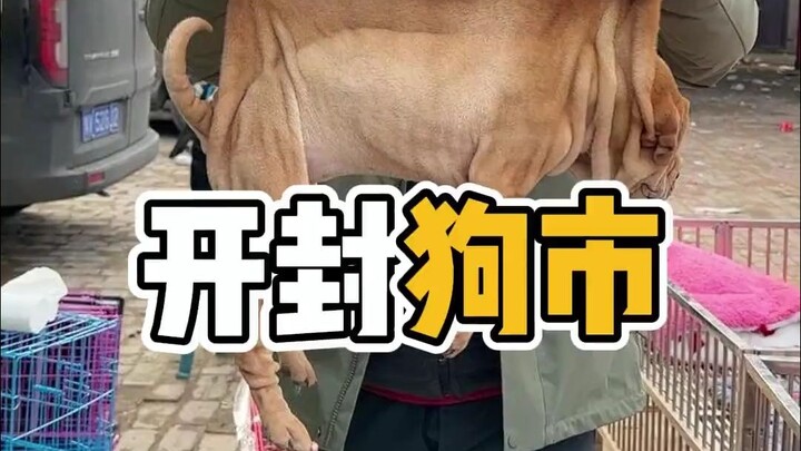 Chợ chó Khai Phong, giống hiếm thật nhiều