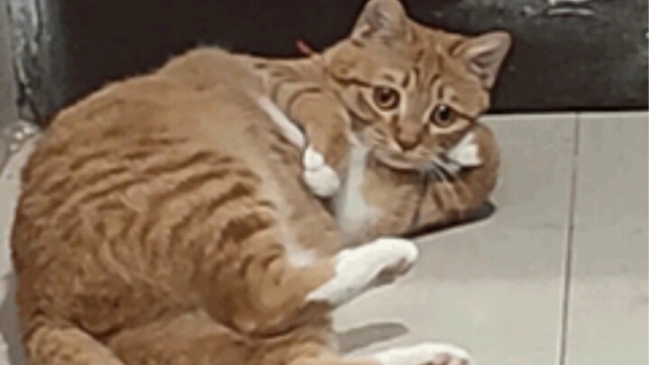 《猫 猫 队 摆 大 烂 !》