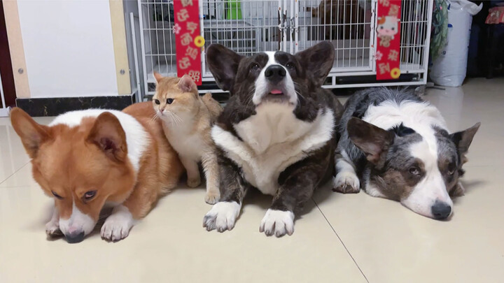 [Animals][Pets]What is it like to have a caring dog?|Corgis