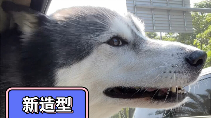 Berkata seperti anjing husky, membuatnya tak bisa berkata apa-apa