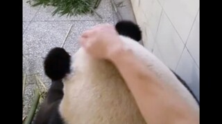"Anh có thể nhổ tai của báu vật quốc gia được không?"