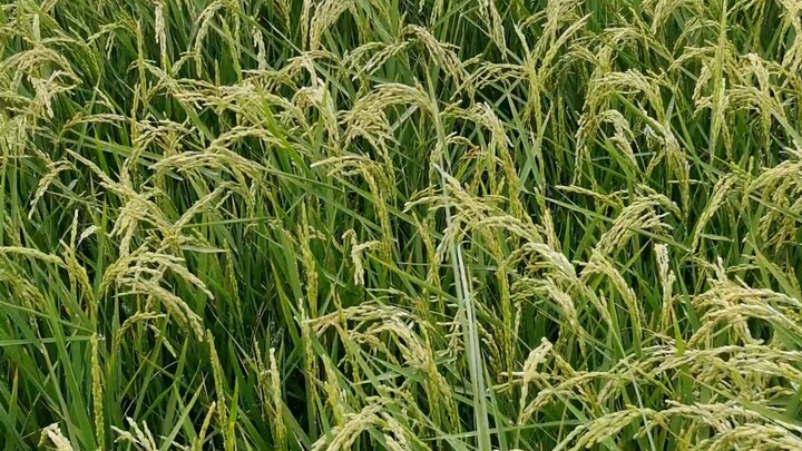 Produksi padi di gurun tidak tinggi, tetapi telah mengubah hamparan pasir kuning