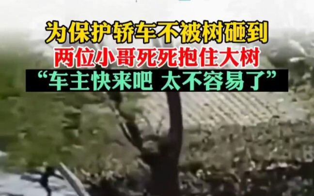 Demi melindungi mobil dari pohon yang tumbang, dua pria berpegangan erat pada pohon besar di tengah 