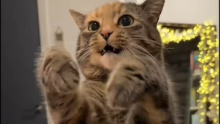 Cat: This is how you usually suck me dry!