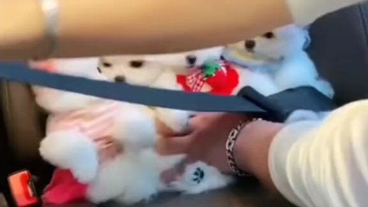 chó đi xe hơi đây có ai thấy chưa chứ tui thấy rồi đây