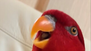 wuewuewuewue …