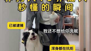 Moments That Dog Owners and Cat Owners Instantly Understand