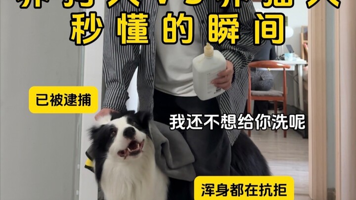 لحظات يفهمها على الفور مربي الكلاب مقابل مربي القطط