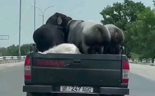 Dê con vui vẻ thế này! Thế mà mình vẫn thèm cả thân hình của nó!