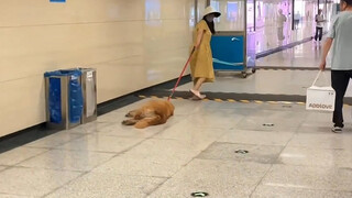 Chó vàng nhỏ: Đưa sớm một chút là xong rồi còn gì!