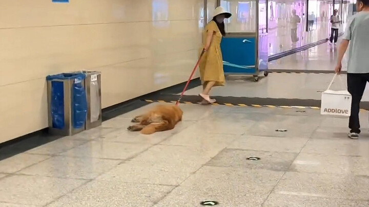 小金毛：早点给不就完了嘛！