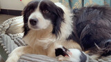 Border Collie Playing With Bunny