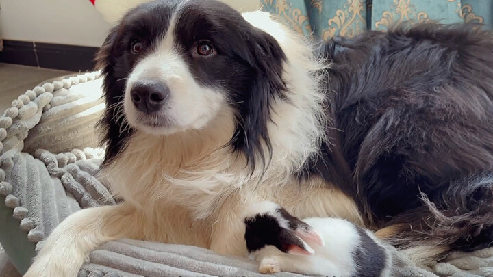 Border Collie Playing With Bunny