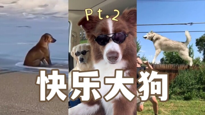 รวมมิตรเจ้าตูบแสนสุข ภาค 2
