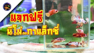 แจกต่อไม่รอแล้วนะ!!กิจกรรมของฟรีมีในโลกกลับมาแล้วสไตล์korattv